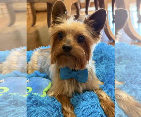 Medium Photo #5 Mutt Puppy For Sale in Allentown,, PA, USA