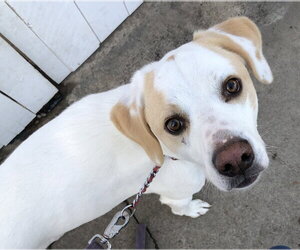 American Foxhound-Labrador Retriever Mix Dogs for adoption in Newport Beach, CA, USA