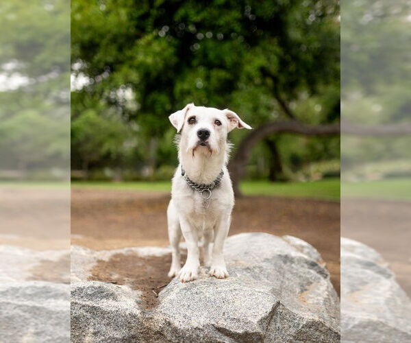 Medium Photo #3 Mutt Puppy For Sale in San Diego, CA, USA