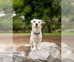 Small #2 Mutt