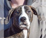Small #1 Boxer-Plott Hound Mix