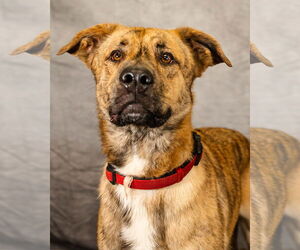 German Shepherd Dog-Great Pyrenees Mix Dogs for adoption in Clinton, OK, USA