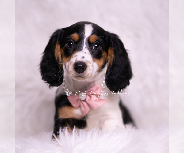 Medium Photo #97 Dachshund Puppy For Sale in WARSAW, IN, USA