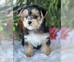 Small #2 Morkie