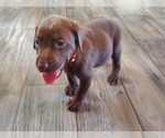 Puppy Orange female Labrador Retriever