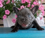 Small #1 French Bulldog