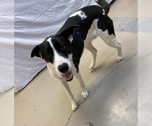 Medium Photo #3 Great Dane-Unknown Mix Puppy For Sale in Bryant, AR, USA