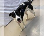 Small #2 Great Dane Mix