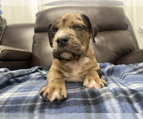 Medium Photo #62 American Bully Puppy For Sale in REESEVILLE, WI, USA
