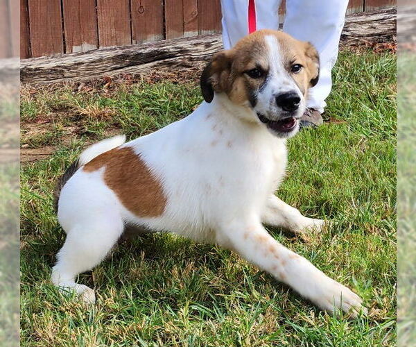 Medium Photo #2 Sheprador Puppy For Sale in Wetumpka, AL, USA