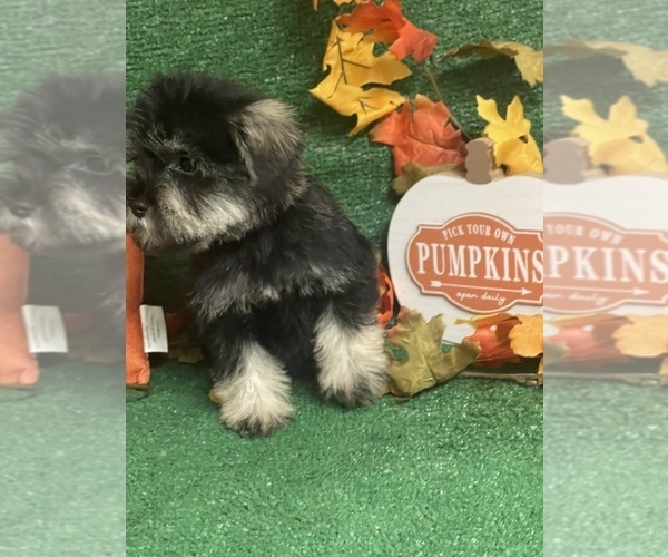 Medium Photo #4 Schnauzer (Miniature) Puppy For Sale in FORT PIERCE, FL, USA