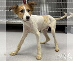 Small #1 Jack Russell Terrier Mix