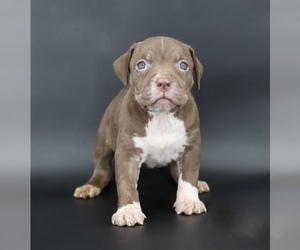 American Bully Puppy for sale in CHAMPAIGN, IL, USA