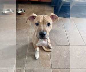 American Pit Bull Terrier-Labrador Retriever Mix Dogs for adoption in Brewster, NY, USA