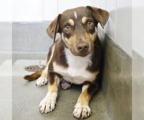 Medium Photo #1 American Staffordshire Terrier-Unknown Mix Puppy For Sale in San Antonio, TX, USA