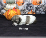 Small #6 Poodle (Toy)