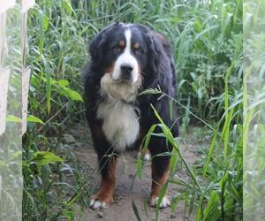 Father of the Bernese Mountain Dog puppies born on 01/20/2024