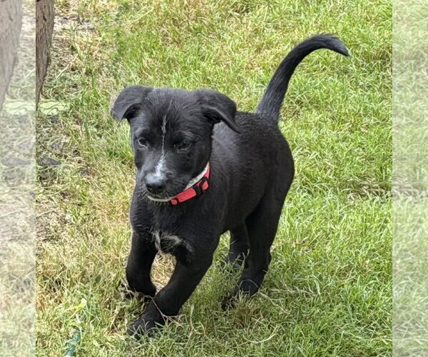 Medium Photo #2 Labrador Retriever-Unknown Mix Puppy For Sale in Fort Worth, TX, USA