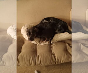 Dolly - Female Mutt Dog for Adoption - Photo #6