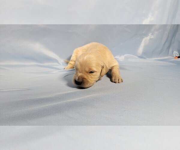Medium Photo #4 Golden Retriever Puppy For Sale in BLACK FOREST, CO, USA