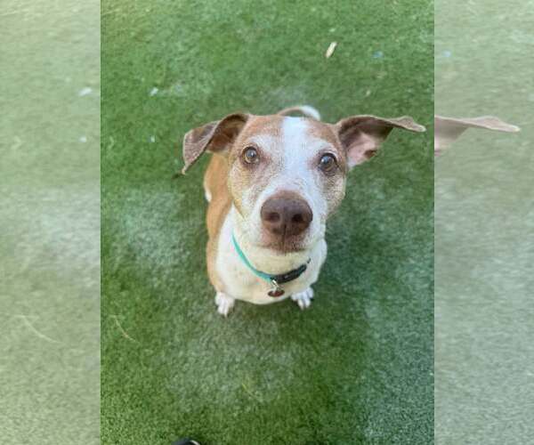 Medium Photo #4 Jack Russell Terrier-Unknown Mix Puppy For Sale in Tempe , AZ, USA