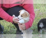 Small Photo #8 Pembroke Welsh Corgi Puppy For Sale in GRAVETTE, AR, USA
