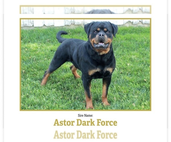 Medium Photo #1 Rottweiler Puppy For Sale in NARVON, PA, USA