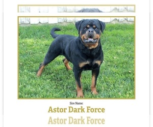 Father of the Rottweiler puppies born on 07/19/2026