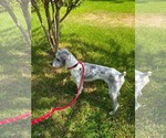 Small #1 Poodle (Standard) Mix