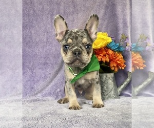 French Bulldog Puppy for sale in CHRISTIANA, PA, USA
