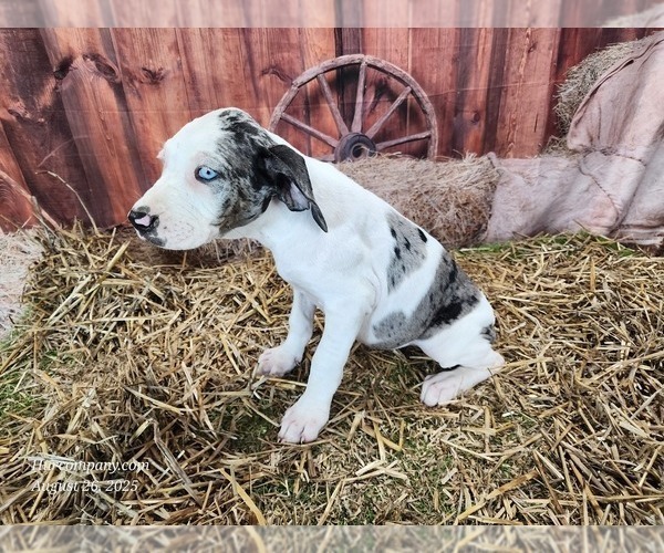 Medium Photo #8 Catahoula Leopard Dog Puppy For Sale in CUMBY, TX, USA
