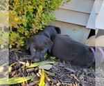 Small Photo #17 Labrador Retriever Puppy For Sale in GOBLES, MI, USA