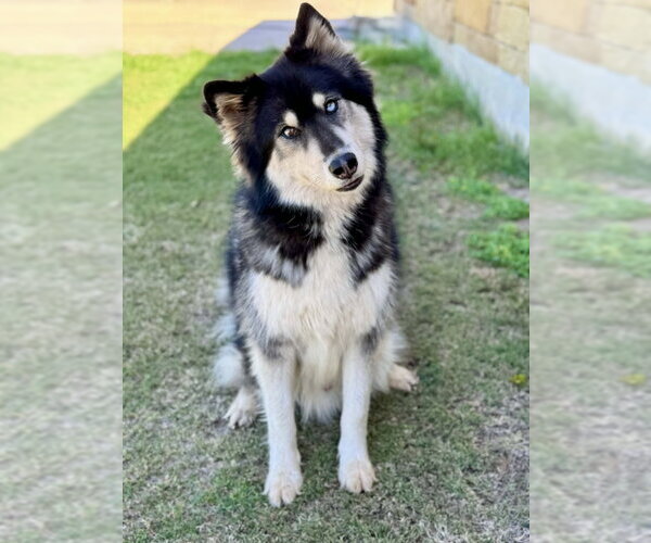 Medium Photo #1 Siberian Husky Puppy For Sale in PIPE CREEK, TX, USA