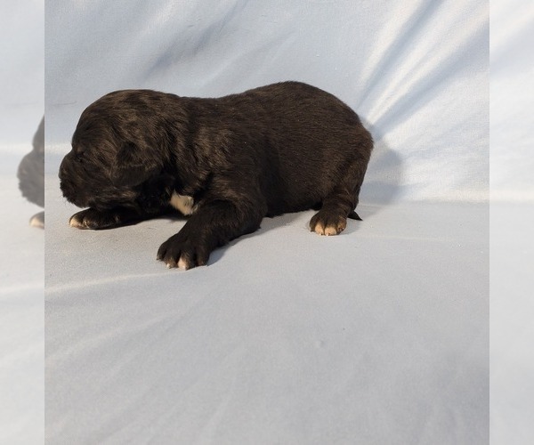 Medium Photo #23 Golden Mountain Dog Puppy For Sale in BLACK FOREST, CO, USA