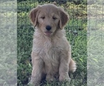 Small Photo #10 Goldendoodle Puppy For Sale in IONIA, KS, USA