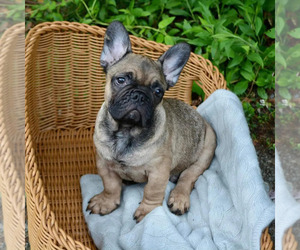French Bulldog Puppy for sale in AUGUSTA, KY, USA