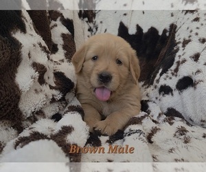 Medium Golden Retriever