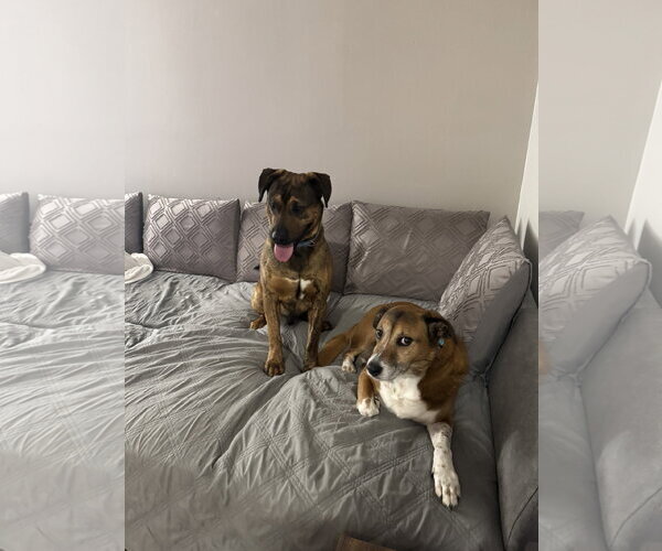 Medium Photo #6 Mutt Puppy For Sale in Fenton, MO, USA