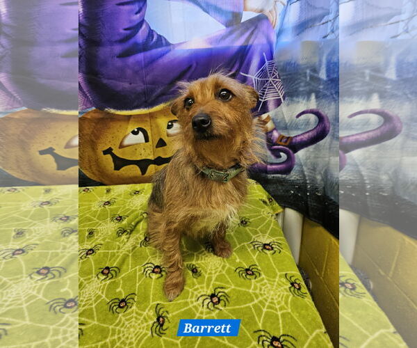 Medium Photo #2 Mutt Puppy For Sale in Metairie, LA, USA