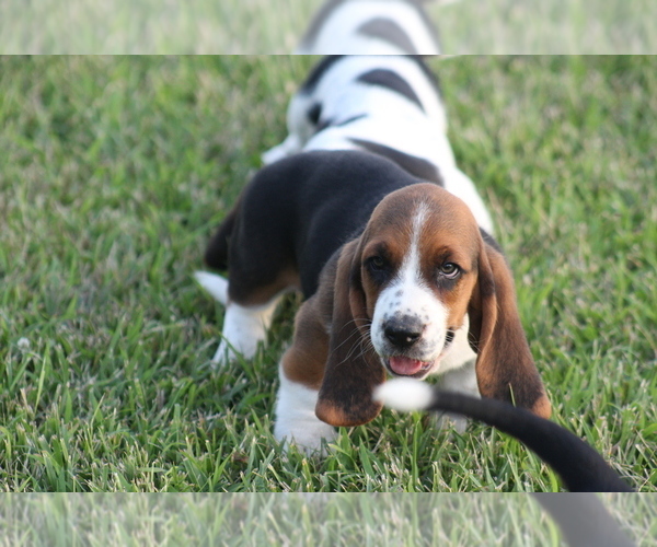 Medium Photo #29 Basset Hound Puppy For Sale in MEMPHIS, MO, USA