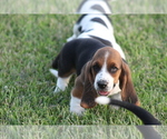 Small Photo #29 Basset Hound Puppy For Sale in MEMPHIS, MO, USA