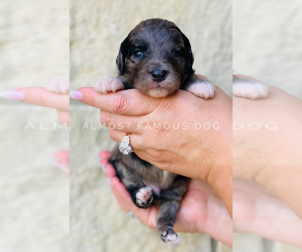 Medium Photo #2 Goldendoodle Puppy For Sale in SPRING BRANCH, TX, USA