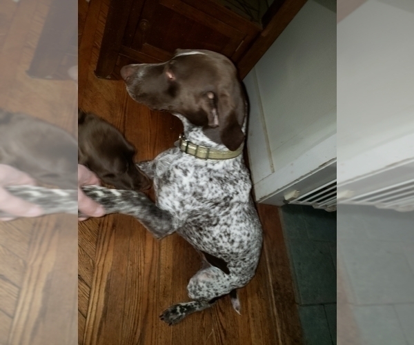 Medium Photo #1 German Shorthaired Pointer Puppy For Sale in EVANS MILLS, NY, USA