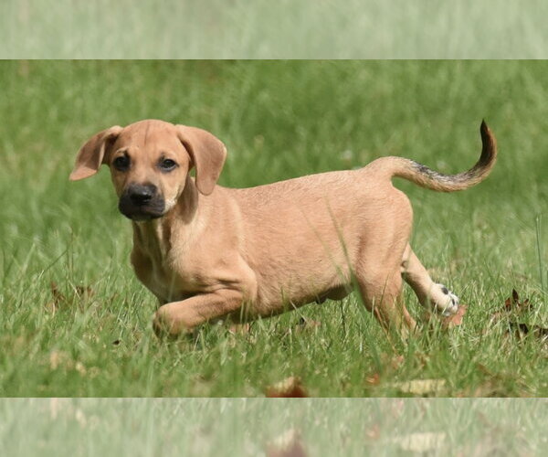 Medium Photo #10 Australian Shepherd-Beagle Mix Puppy For Sale in Mechanicsburg, PA, USA
