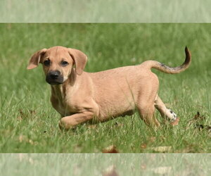 Lucian - Male Australian Shepherd-Beagle Mix Dog for Adoption - Photo #10