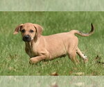 Small Photo #10 Australian Shepherd-Beagle Mix Puppy For Sale in Mechanicsburg, PA, USA