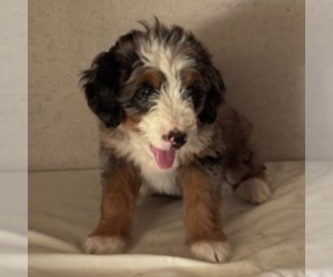 Bernedoodle Puppy for sale in FREDONIA, PA, USA