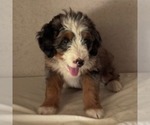 Small Bernedoodle