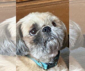 Shih Tzu Dogs for adoption in St. Louis Park, MN, USA