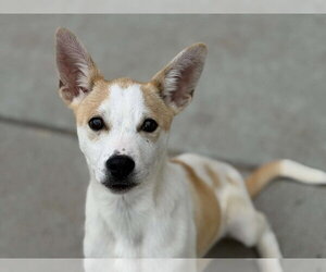 Labrador Retriever-Unknown Mix Dogs for adoption in Tulsa, OK, USA
